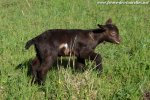 MUMBAÏ des Tourelles - chevreau nain