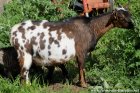 BONNIE - chèvre naine des Tourelles