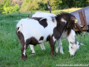 ISIDORE - bouc miniature des Tourelles