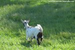 MAÏWEN des Tourelles - chèvre miniature