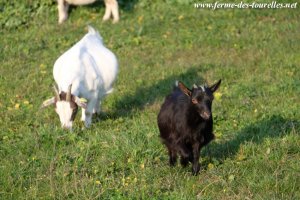 LEA des Tourelles - chèvre miniature
