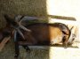 Bouc Alpin Bouc Alpin