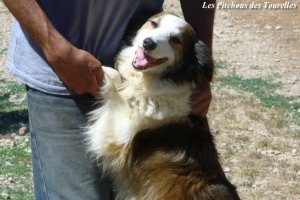 DOLLY - chienne Border Collie