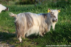 HERMIONE de l'Ecureuil - chèvre extra-toy à poils longs des Tourelles