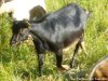 GUIMAUVE - chèvre naine motte GUIMAUVE - chèvre naine motte