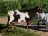 FANCY - chèvre miniature des Tourelles