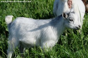 JALINE des Tourelles - chèvre miniature