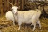 JACOTTE - chèvre miniature des Tourelles