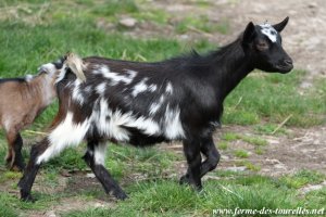 LOUVA - chèvre miniature des Tourelles