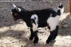NEO des Tourelles - chevreau miniature