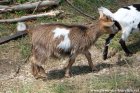 NYMPHETTE des Tourelles - chèvre miniature, à poils longs ?