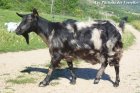 LARA - chèvre semi-miniature des Tourelles