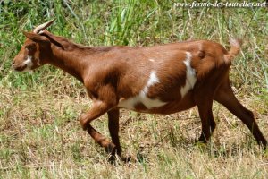 IMEKA - chevre miniature des Tourelles