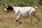 LENNA - chèvre miniature des Tourelles