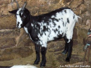 HIRONDELLE - chèvre semi-naine des Tourelles