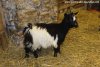 LAETITIA des Tourelles - chèvre miniature à poils longs