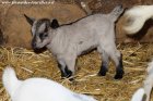 NEFERTITI des Tourelles - chèvre miniature