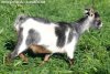 MESOTI des Tourelles - chèvre miniature aux yeux bleus