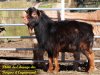 OSTIN des Bergers d'Enguerrand - bouc extra-nain à la Ferme des Tourelles