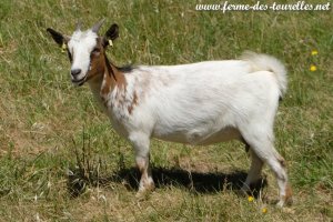 PETSY des Tourelles - chèvre miniature