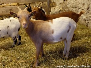 LIKA - chèvre naine des Tourelles