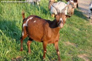 IXINETTE - chèvre semi-miniature des Tourelles