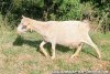 RAVEN de Bella Capra - chèvre miniature aux yeux bleus