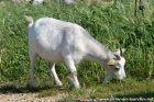 FANETTE - chèvre miniature extra-naine des Tourelles