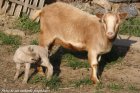 ICELIA - chèvre miniature des Tourelles