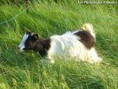 ISKA des Tourelles - chèvre toy à poils longs