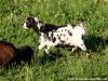 INAÏS - chèvre miniature des Tourelles