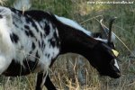 HIRONDELLE - chèvre semi-naine des Tourelles