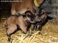 Naissances de chevreaux miniatures en 2016 à la ferme des Tourelles