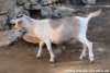 NESSY des Tourelles - chèvre miniature