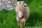 MONLOULOU des Tourelles - bouc miniature