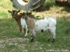 GARIGUETTE - chèvre toy des Tourelles