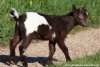 NIÑO des Tourelles - bouc miniature aux yeux bleus