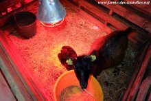 Case de mise bas à la ferme des Tourelles