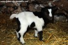 PICHOCO des Tourelles - chevreau miniature aux yeux bleus