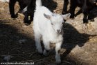 MINIMOY des Tourelles - chevreau miniature