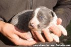 Mâle 2 des Tourelles - chiot Border Collie non LOF bleu / slate