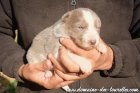 Femelle 1 des Tourelles - chienne Border Collie non LOF lilac