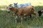 BISCOTTE - chèvre miniature extra-naine des Tourelles