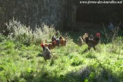 Poules et coq de la Ferme des Tourelles