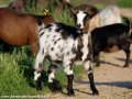 Chèvres naines et semi-naines des Tourelles