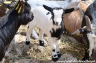 PALINE des Tourelles - chevrette miniature aux yeux bleus (et poils longs ?)