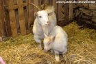 JACOTTE et son fils NIABAN - chèvres miniatures des Tourelles