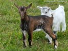 MOUGLI des Tourelles - chevreau nain motte