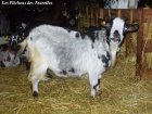 ERIN - chèvre naine des Tourelles