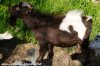 NIÑO des Tourelles - bouc miniature aux yeux bleus
